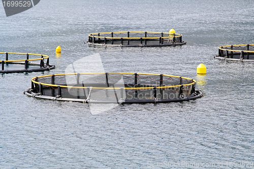 Image of Aqua farming