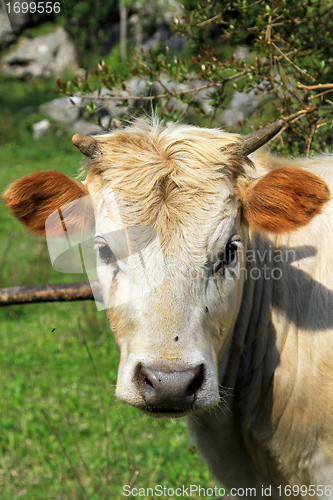 Image of Cow