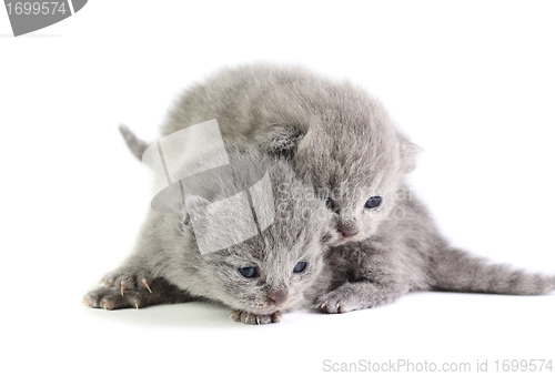 Image of Little kittens