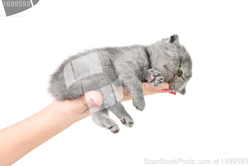 Image of Little kitten in the hand