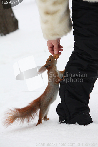 Image of Girl feeding squirrel