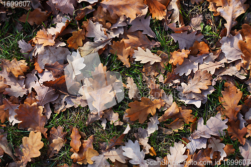 Image of Yellow oak's leafs on a green grass