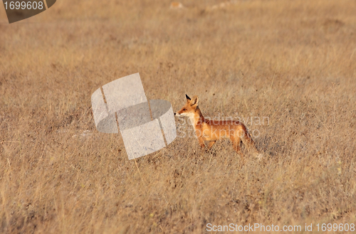 Image of Red fox in the field