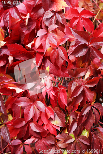 Image of Red leafs
