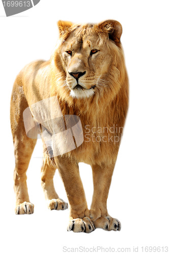 Image of Lion stands