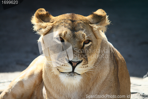 Image of Portrait of smiling lioness