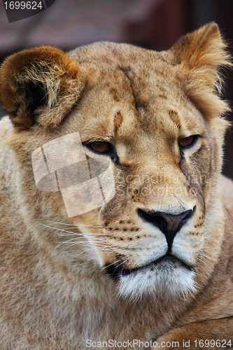 Image of Lioness portrait