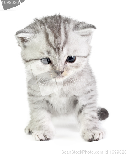 Image of Little kitten sitting