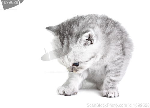 Image of Little kitten sitting