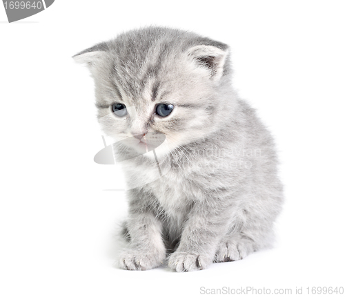 Image of Little kitten sitting