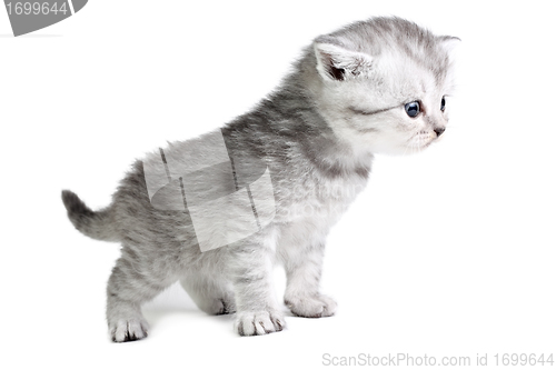 Image of Little kitten looking