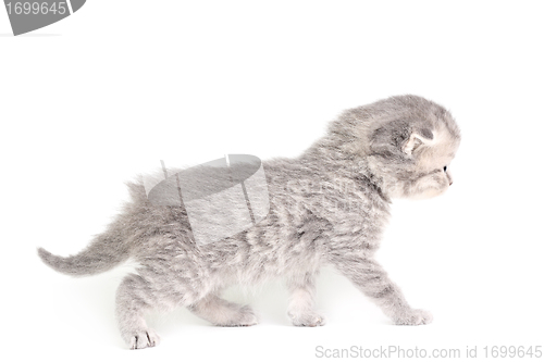Image of Little kitten walking