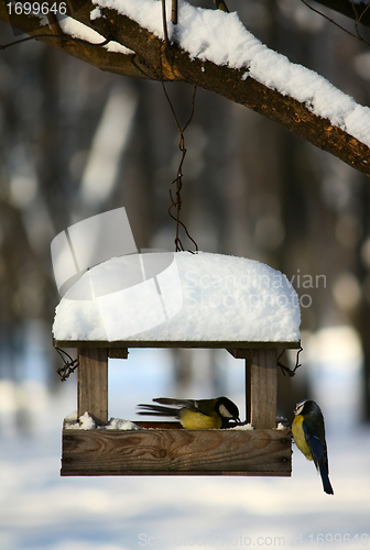 Image of Titmouses near the feeder