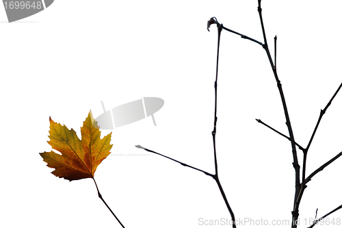 Image of Lonely maple isolated leaf on a brench