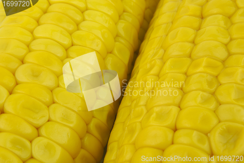 Image of Two corncobs close up