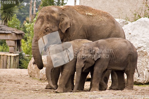 Image of Elephant famile