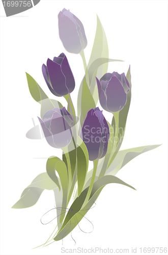 Image of Bouquet of tulips .  Buds and flowers of a tulips.  Spring tulip flowers bunch.