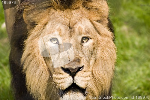 Image of Lion