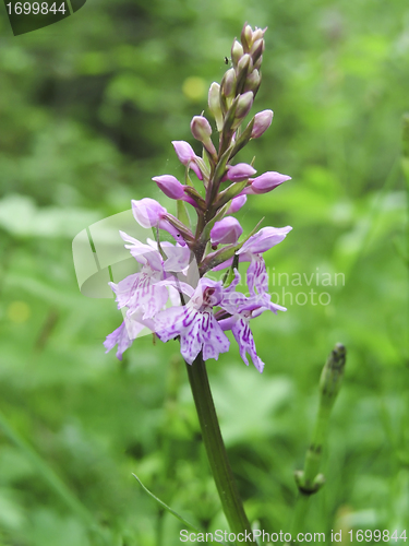 Image of spotted-orchids