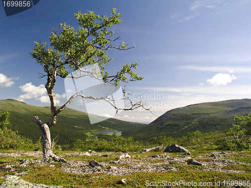 Image of Lonely Tree