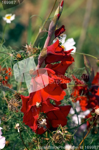 Image of Gladiolus and Cosmea