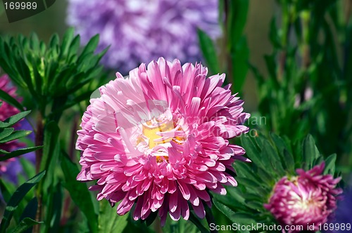 Image of Aster