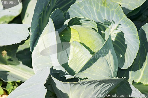 Image of Cabbage