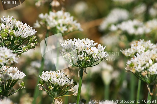 Image of Flowering onion