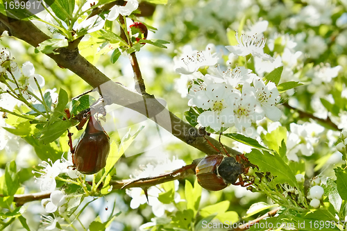 Image of Chafer beetles on flowering hawthorn tree