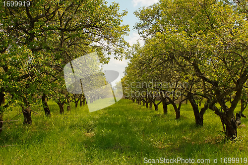Image of Orchard during springtime
