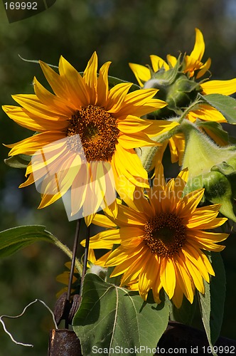 Image of Sunflowers