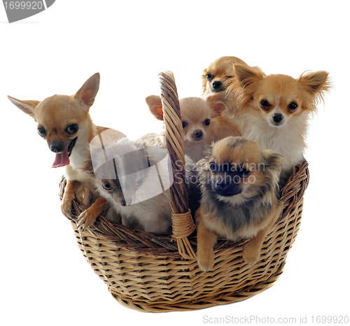 Image of chihuahuas in basket