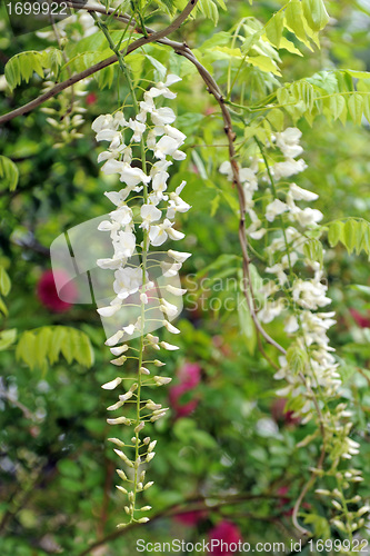 Image of white wisteria flowers