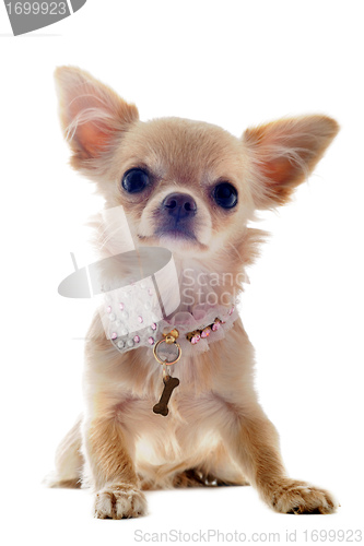 Image of puppy chihuahua