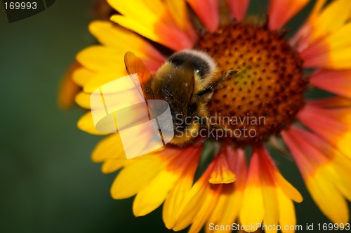 Image of Bumblebee by Gaillardia