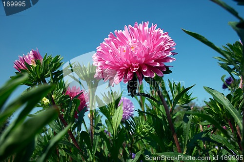 Image of Aster