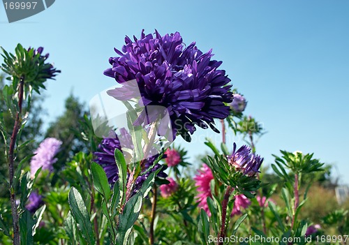 Image of Aster