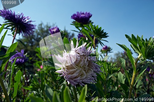 Image of Aster