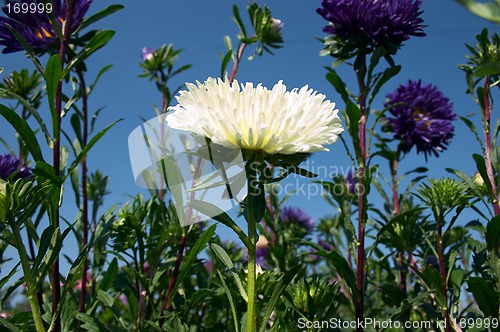 Image of Aster