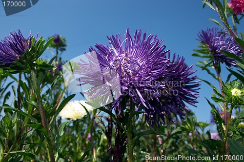 Image of Aster