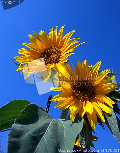 Image of Sunflowers