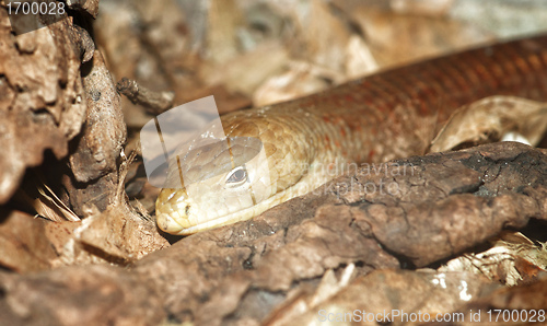 Image of legless lizard