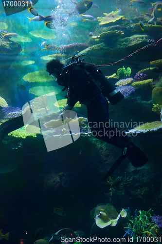 Image of diver underwater with fish