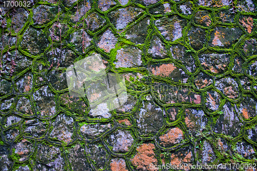 Image of green moss wall