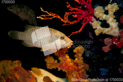 Image of humphead maori wrasse fish