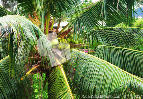 Image of coconuts in tree