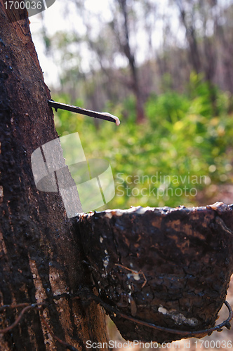 Image of bowl collecting from rubber trees