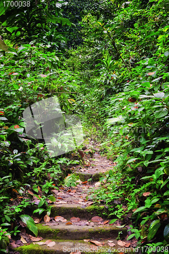 Image of path through forest