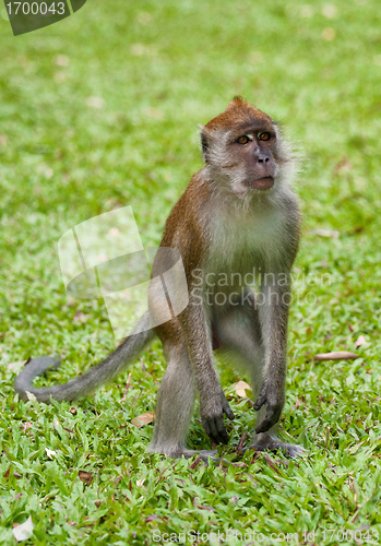 Image of macaque monkey