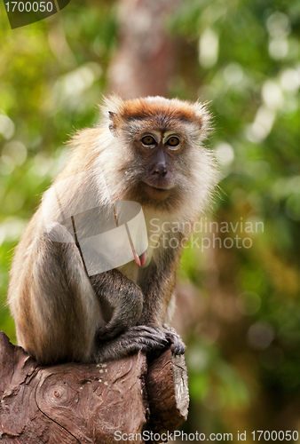 Image of macaque monkey